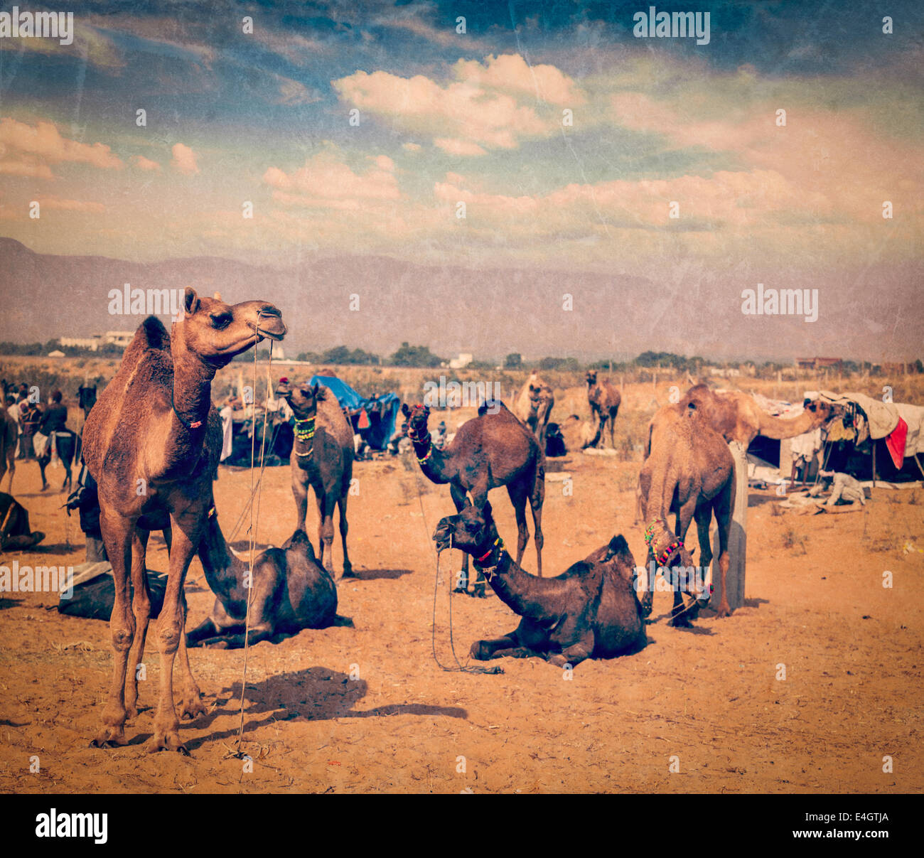 Vintage Retro-Hipster Stil reisen Bild der Kamele in Pushkar Mela (Pushkar Camel Fair), Pushkar, Rajasthan, Indien mit grunge Stockfoto