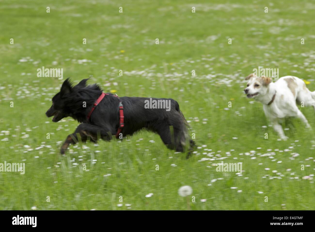 zwei Hunde jagten einander Stockfoto