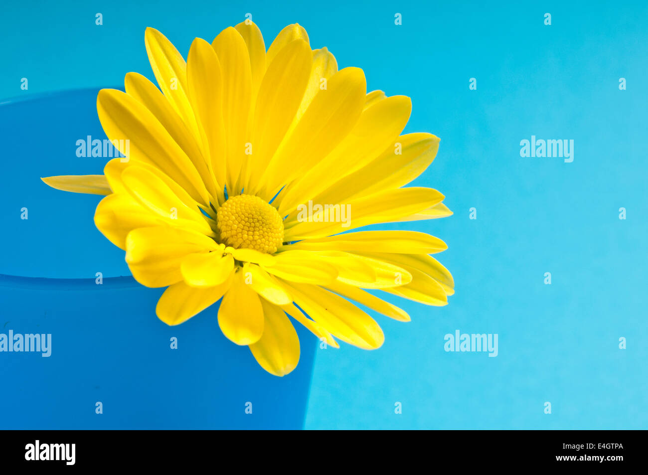 Gelbes Gänseblümchen in blauem Glas Stockfoto
