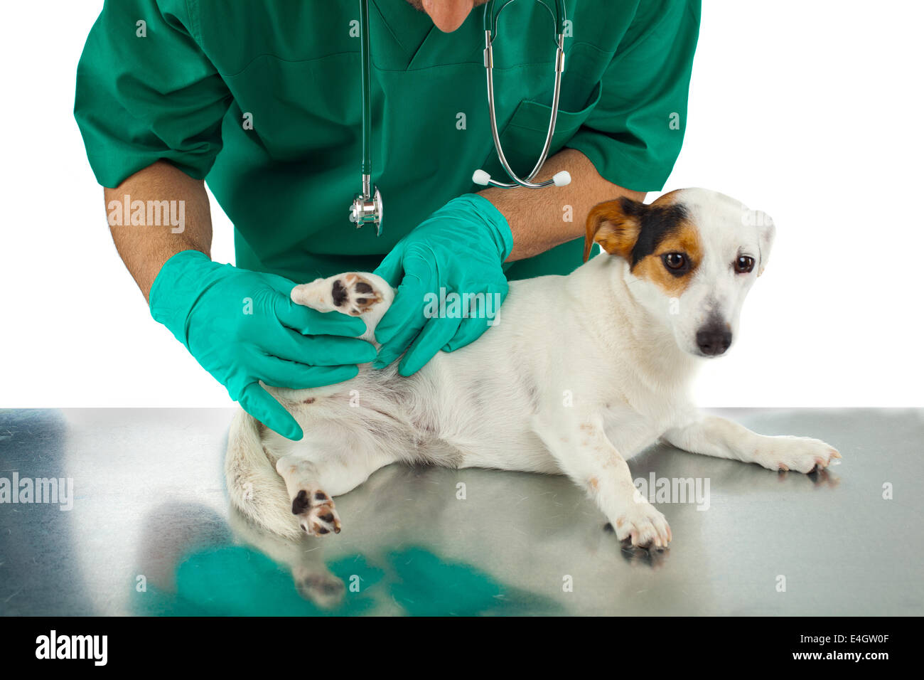 Tierarzt untersucht Hip des Hundes auf weißem Hintergrund Stockfoto