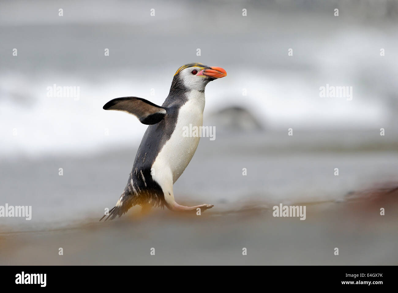 Haubenpinguin (Eudyptes Schlegeli) zu Fuß am Strand von Macquarie Island, sub-antarktische Gewässern Australiens. Stockfoto