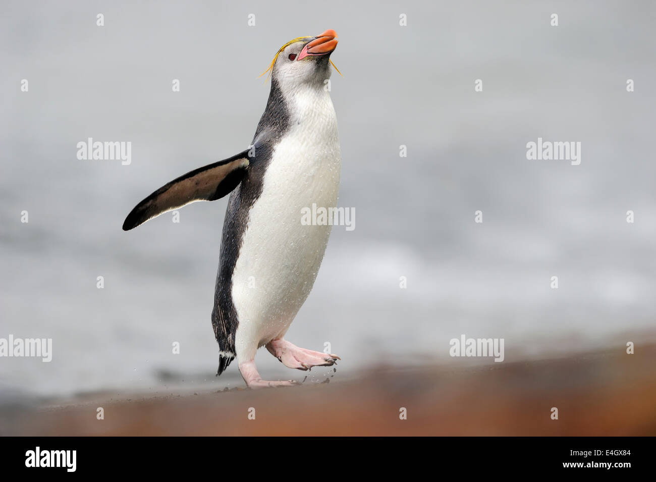 Haubenpinguin (Eudyptes Schlegeli) zu Fuß am Strand von Macquarie Island, sub-antarktische Gewässern Australiens. Stockfoto