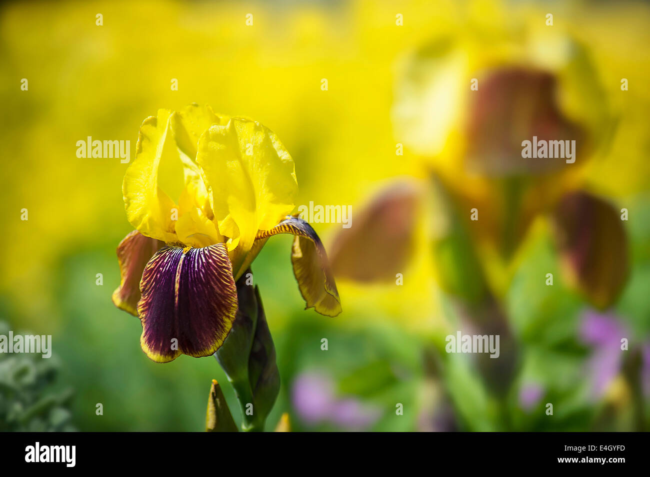 Iris, hohen Bartiris, Iris "Rajah". Stockfoto