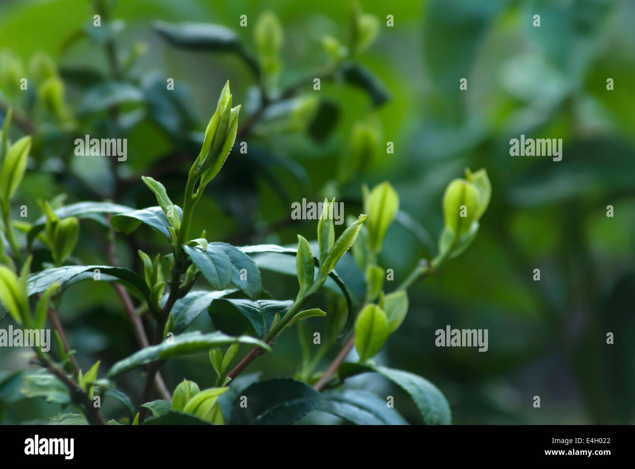 Teepflanze Camellia Sinensis. Stockfoto