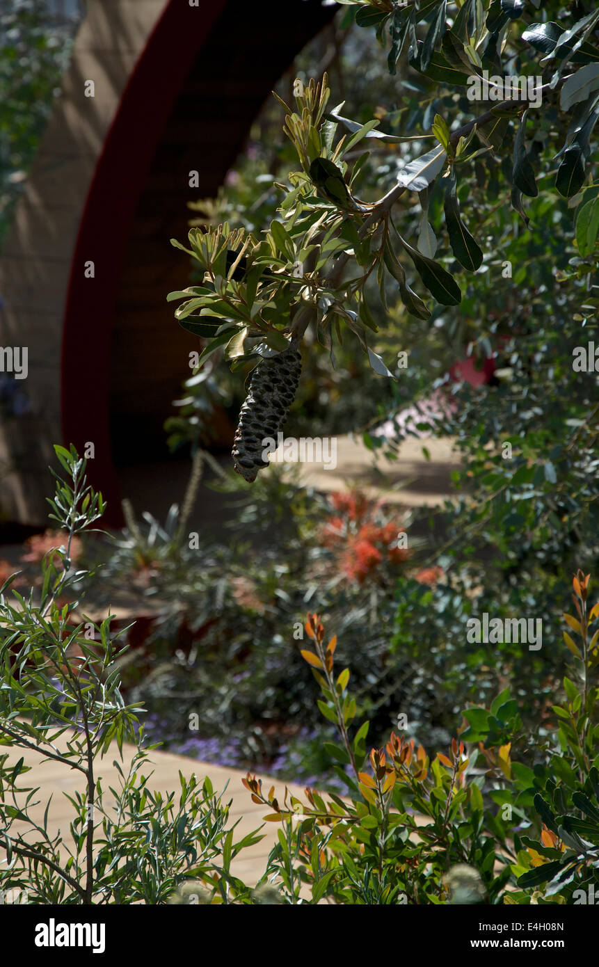 Banksia Integrifolia Kegel in der Essenz von Australien Garten von RHS Hampton Court Palace Flower Show 2014 Stockfoto