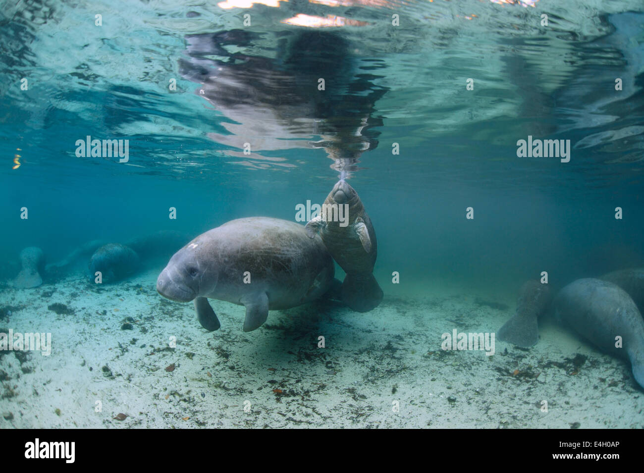 Vom Aussterben bedrohte Wildtiere - West-indische Seekühe im geschützten Lebensraum in Three Sisters Springs, Florida, USA Stockfoto