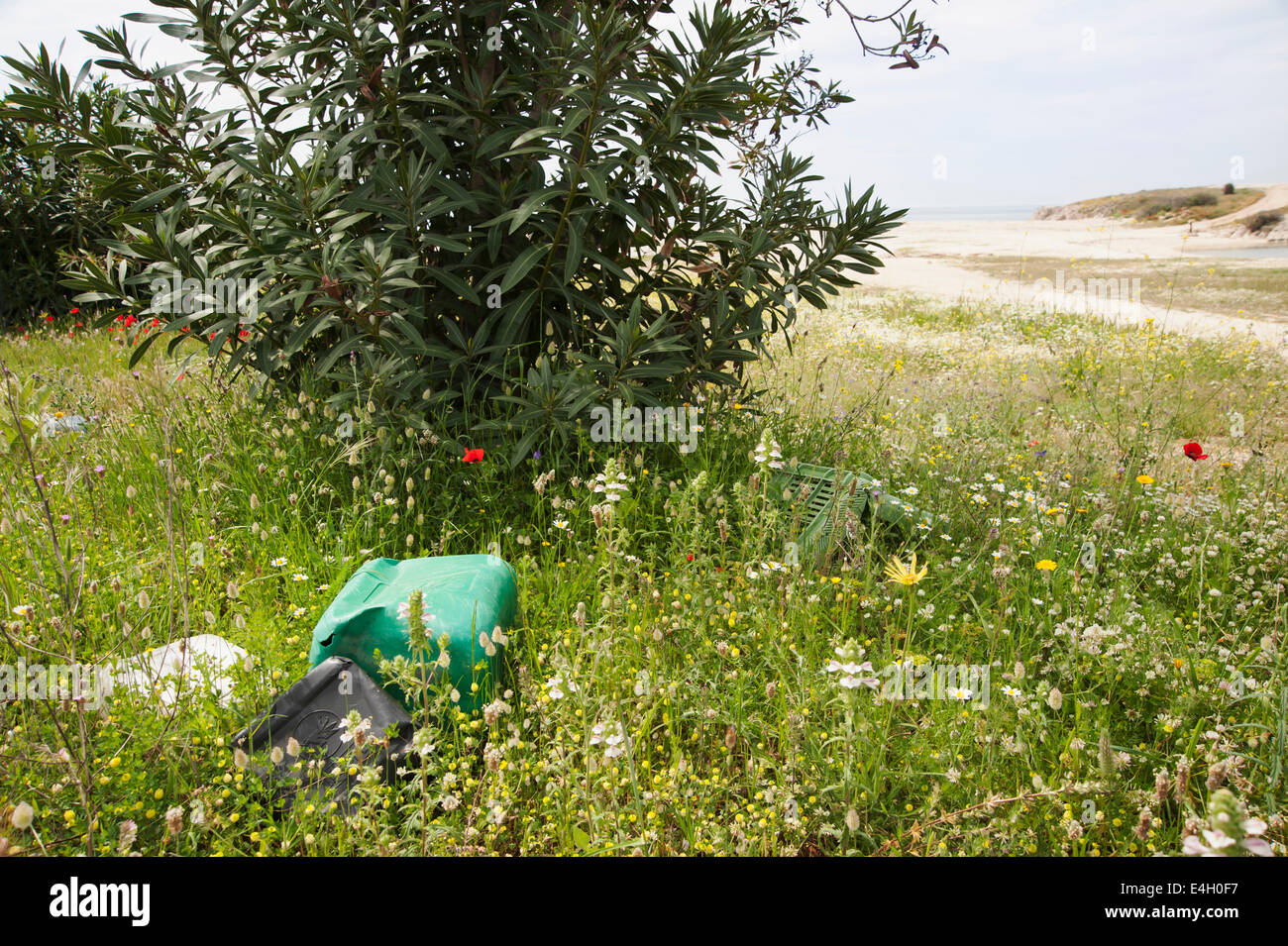 Oleander, Nerium Oleander. Stockfoto