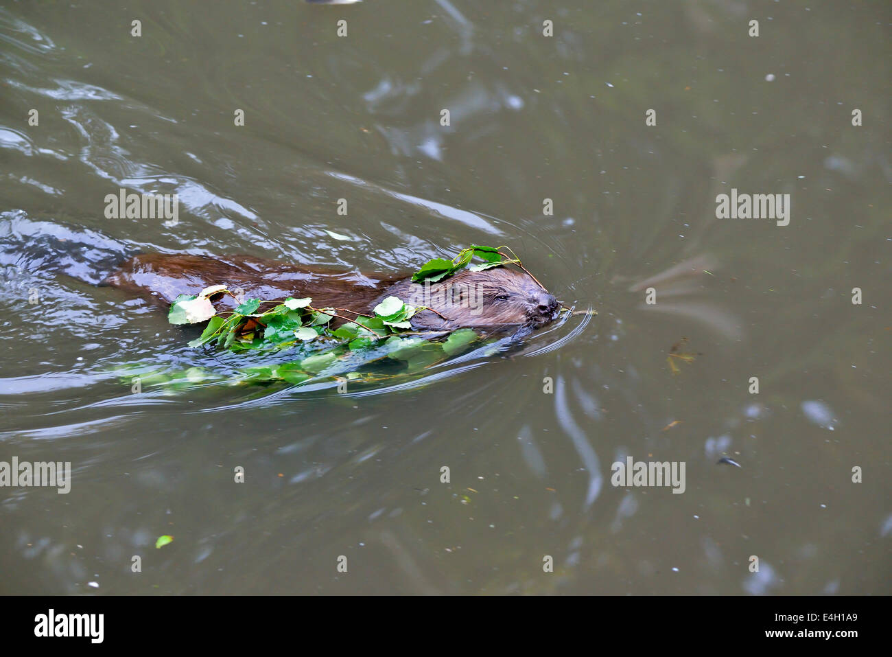 Deutschland, Bayerischer Wald NP, Biber, Castor canadensis Stockfoto