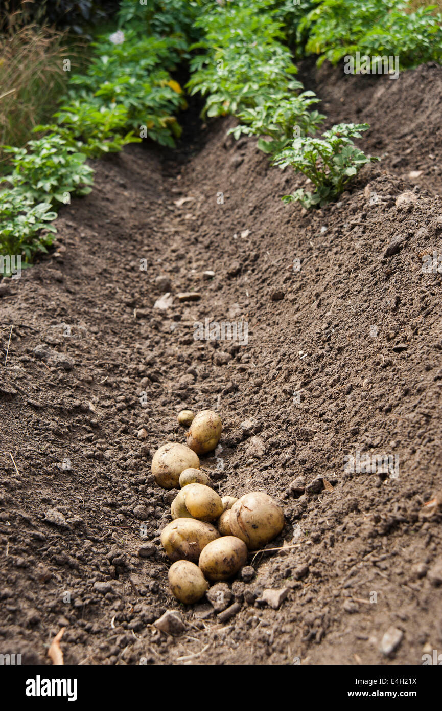 Kartoffel, Solanum Tuberosum Sorte. Stockfoto