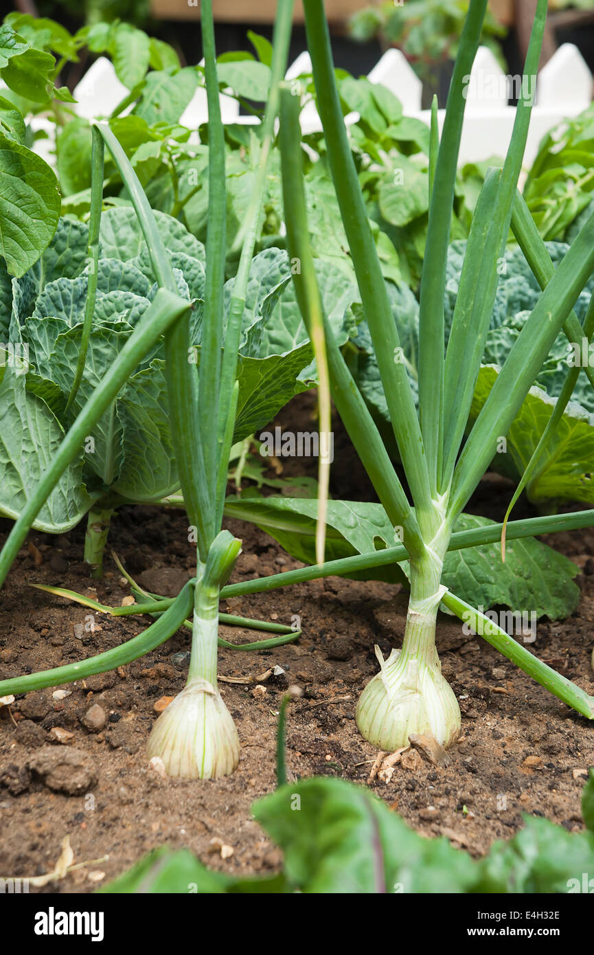 Zwiebel, Allium Cepa. Stockfoto