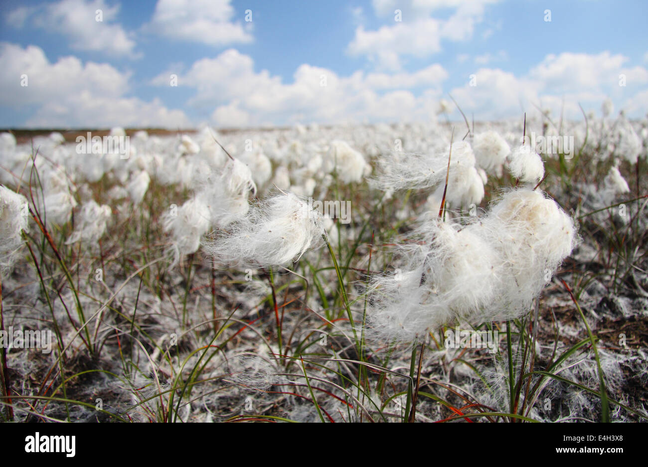 Wollgras (Wollgras Angustifolium) fängt in der Brise an einem feinen, sonnigen Tag auf Burbage Moor in der Nähe von Sheffield, Peak District Stockfoto