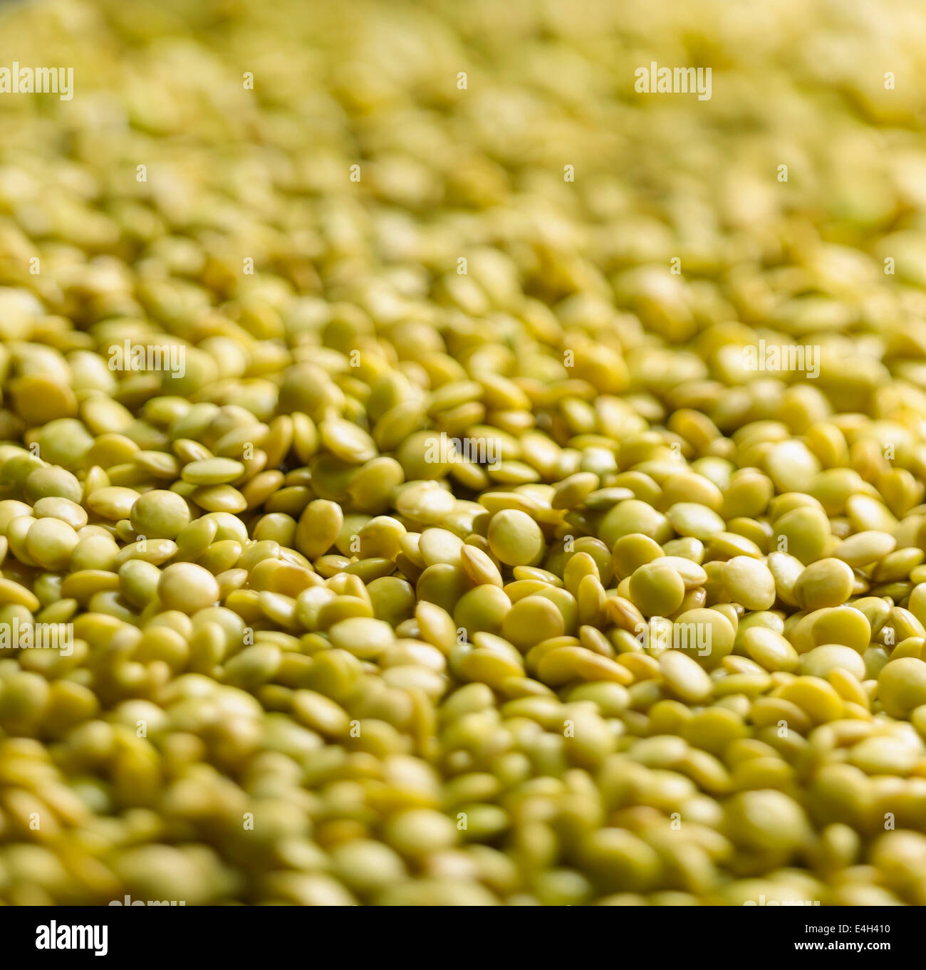 Linse, Objektiv Culinaris. Stockfoto