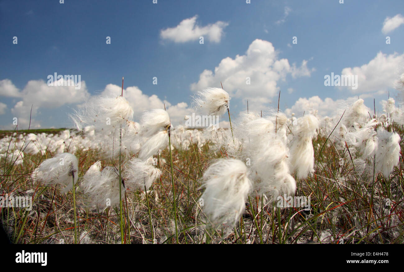 Wollgras (Wollgras Angustifolium) fängt in der Brise an einem feinen, sonnigen Tag auf Burbage Moor in der Nähe von Sheffield, Peak District Stockfoto