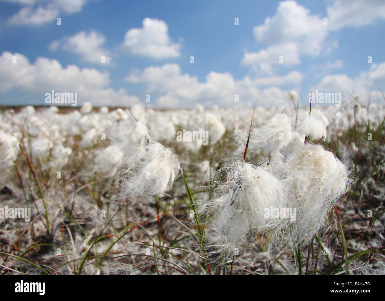Wollgras (Wollgras Angustifolium) fängt in der Brise an einem feinen, sonnigen Tag auf Burbage Moor in der Nähe von Sheffield, Peak District Stockfoto