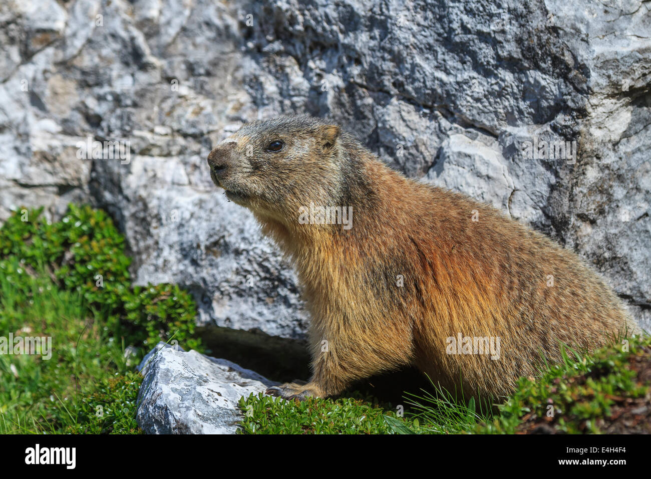 Alpen-Murmeltier (Marmota Marmota) auf Felsen Stockfoto