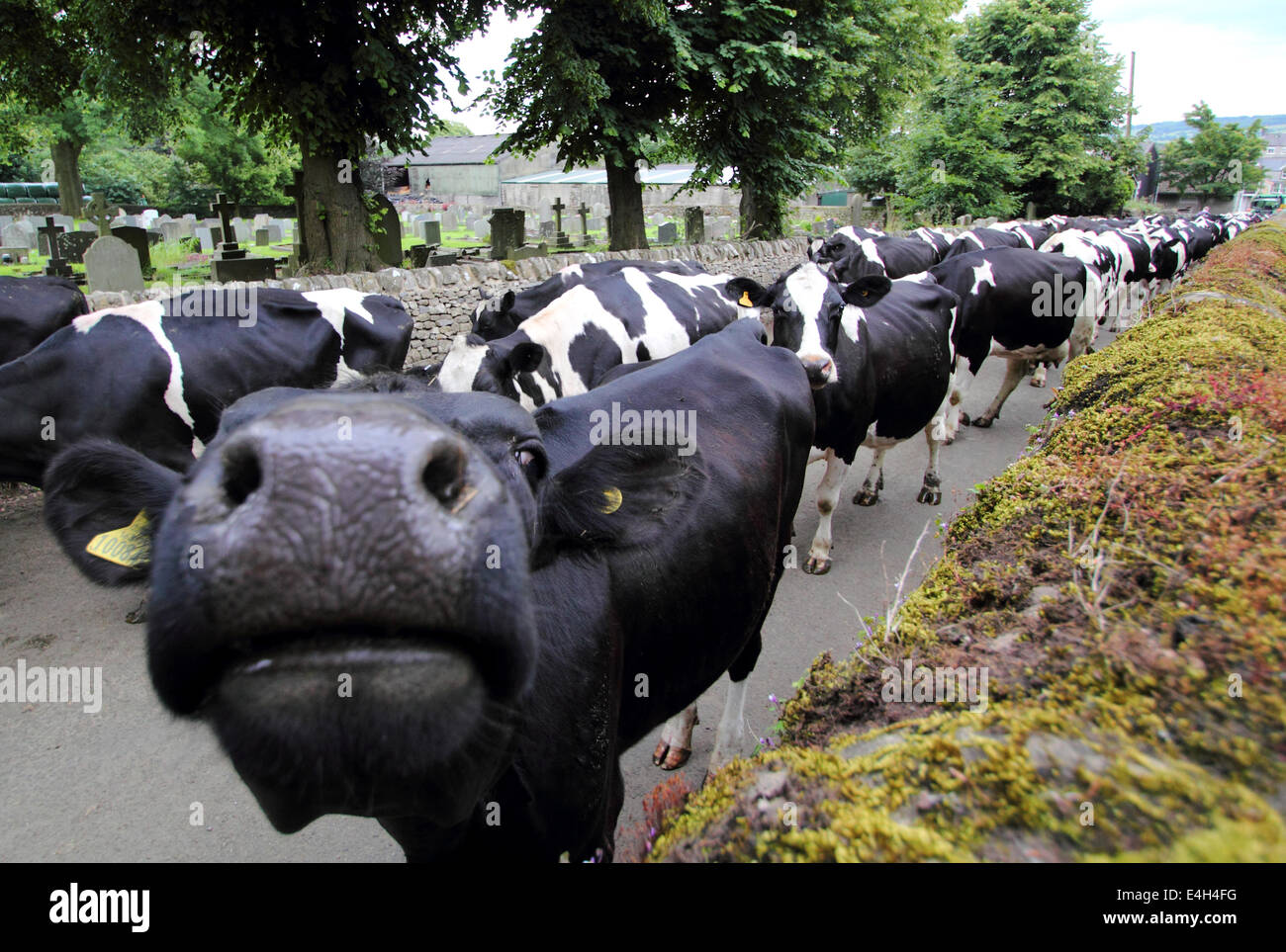 Friesian Cow Close Up Stockfotos und -bilder Kaufen - Alamy
