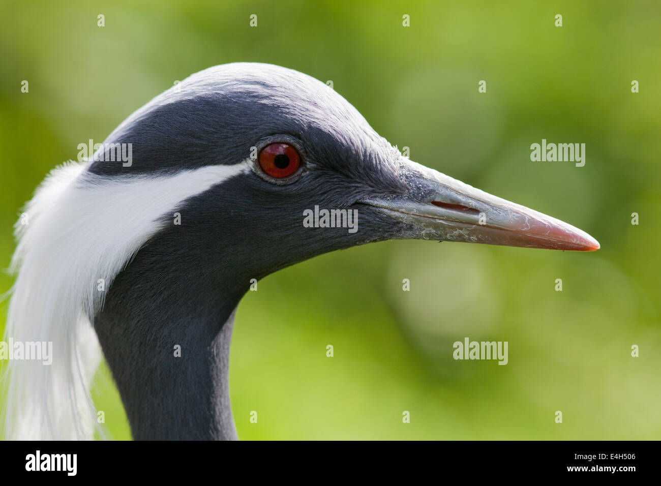 Demoiselle Kran (Anthropoides Virgo). Kopf-Profil Seitenansicht eines Erwachsenen Vogel. Geschlechter gleichermaßen. Stockfoto