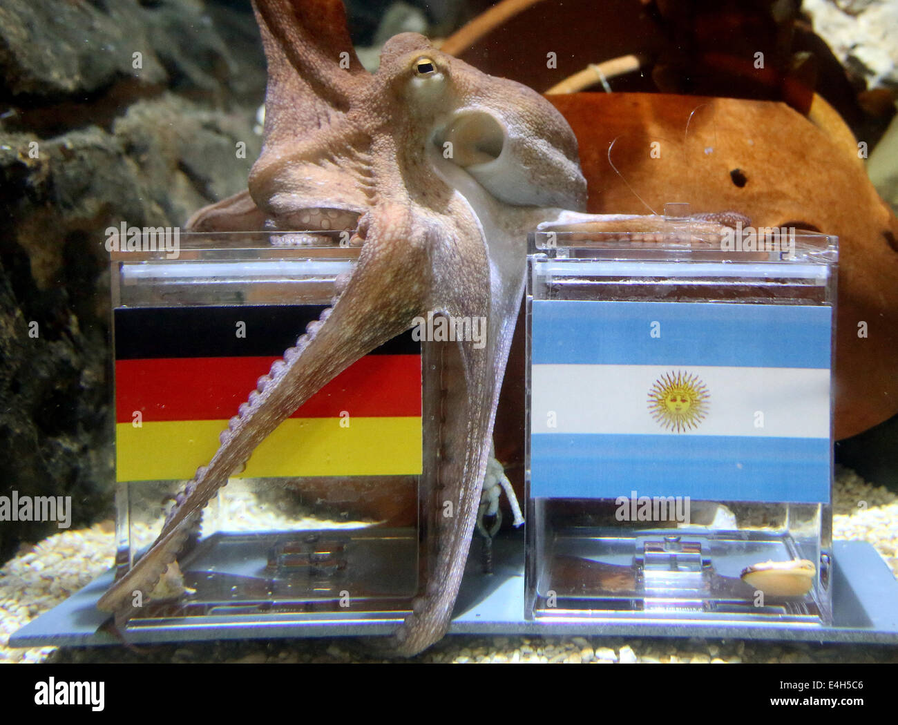 Mönchengladbach, Deutschland. 11. Juli 2014. Die Krake namens "little Paul" Tipps Deutschland gewinnt beim WM-Finale am 13. August 2014 zwischen Deutschland und Argentinien in der Sea-Life in Mönchengladbach, 11. Juli 2014. Foto: Roland Weihrauch/Dpa/Alamy Live News Stockfoto