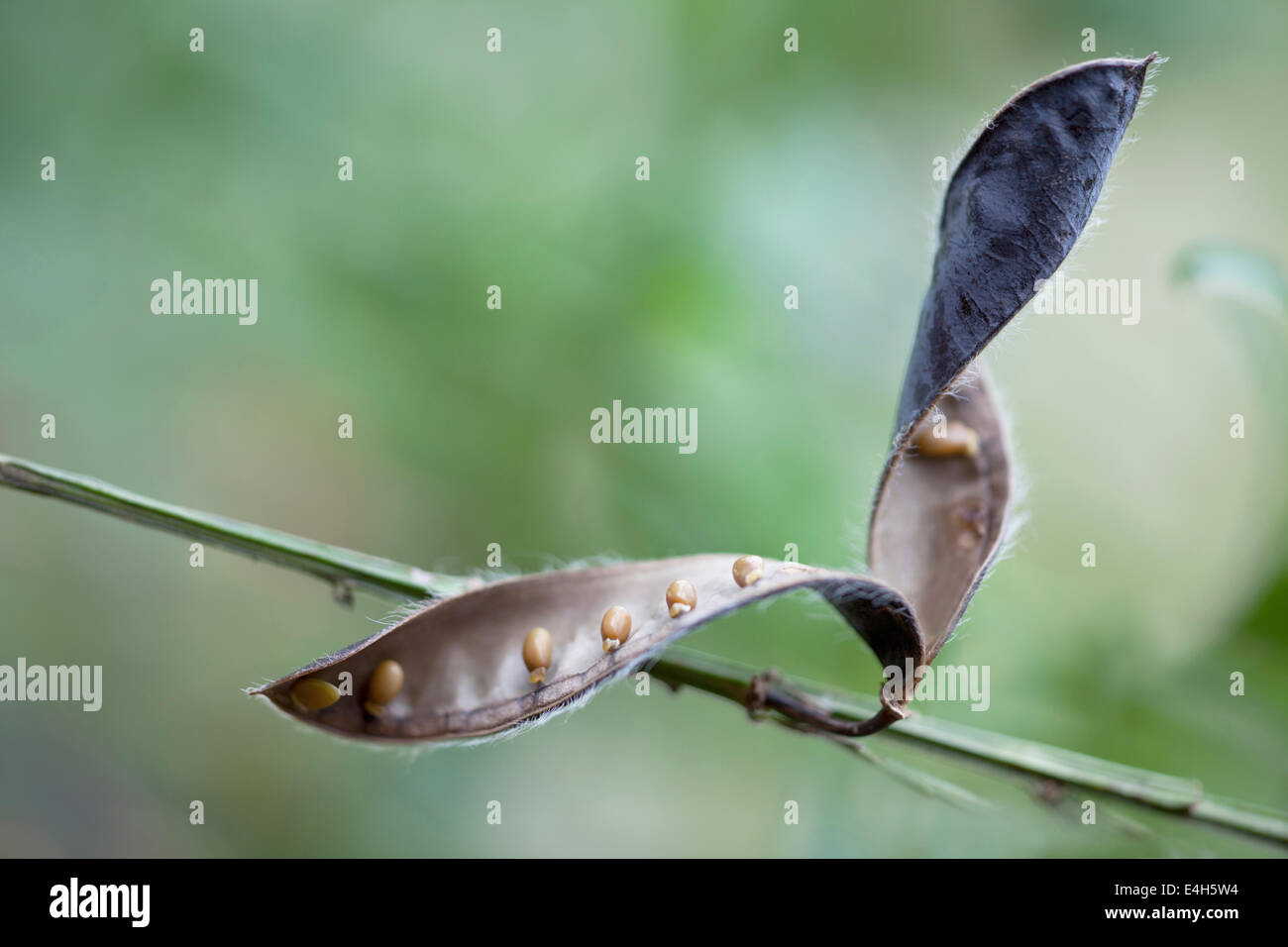 Besen, gemeinsame Besen, Cytisus Scoparius. Stockfoto