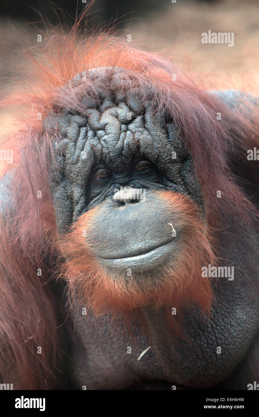 Gesicht von Bornean Orangutan, Pongo Pygmaeus, einen Riesenaffen native auf der Insel Borneo Stockfoto