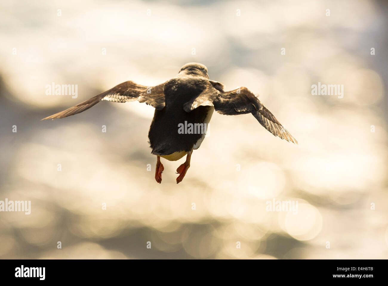 Ein Papageitaucher (Fratercula Arctica) im Flug. Stockfoto