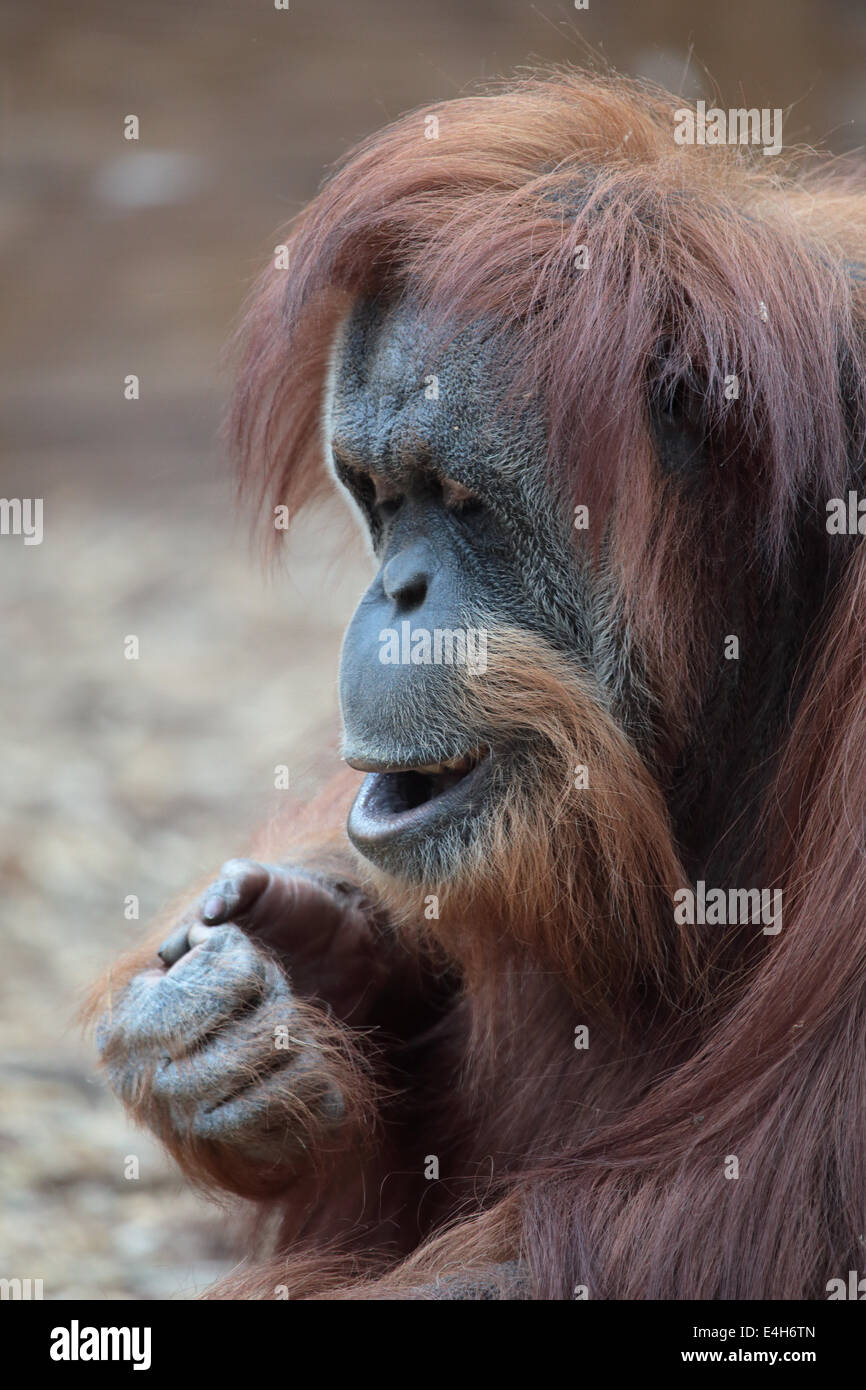 Porträt von Bornean Orangutan, Pongo Pygmaeus, einen Riesenaffen native auf der Insel Borneo Stockfoto