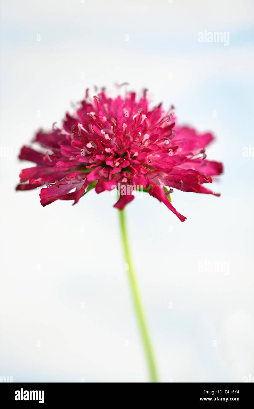 Kornblume, ausdauernde Kornblume, Knautia Macedonica. Stockfoto