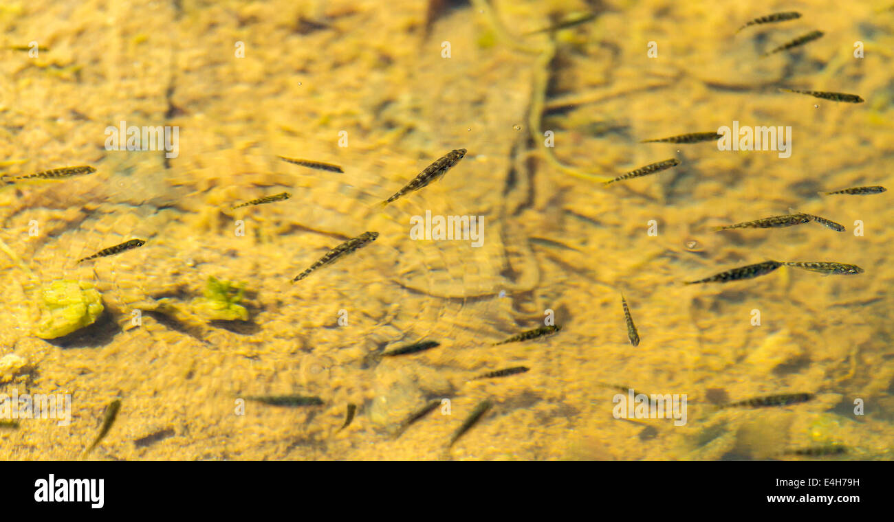 Fish Fry in einem Rock Pool Stockfoto