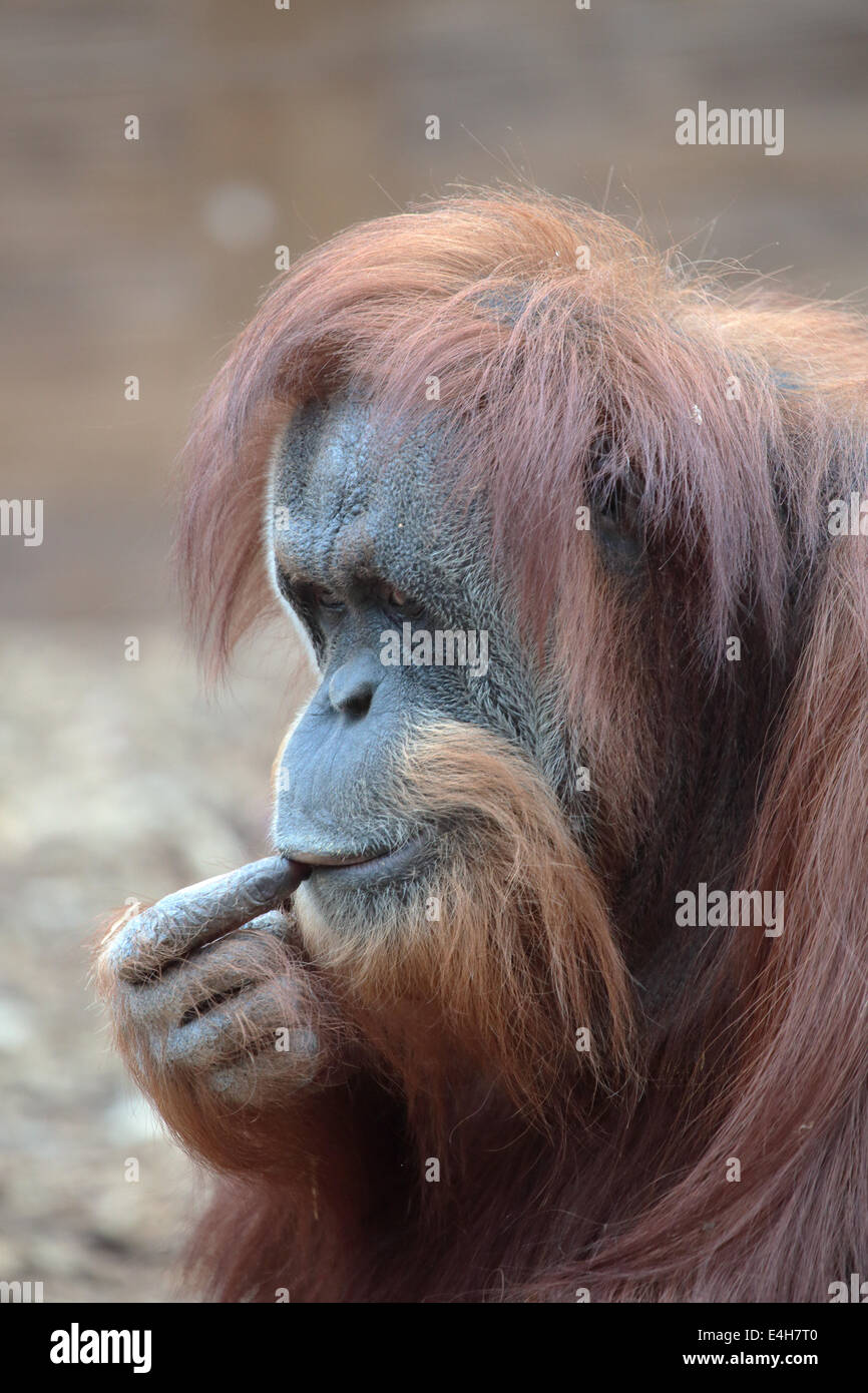Porträt von Bornean Orangutan, Pongo Pygmaeus, einen Riesenaffen native auf der Insel Borneo Stockfoto