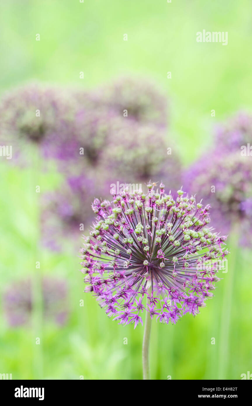 Lauch, Allium Hollandicum 'Purple Sensation'. Stockfoto