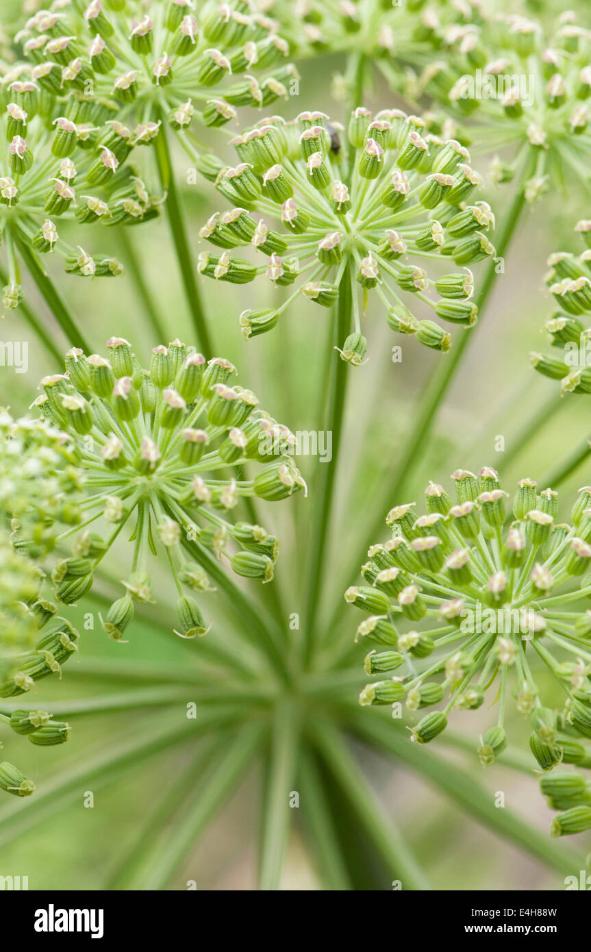 Angelica, wilde Angelika, Angelica Sylvestris. Stockfoto