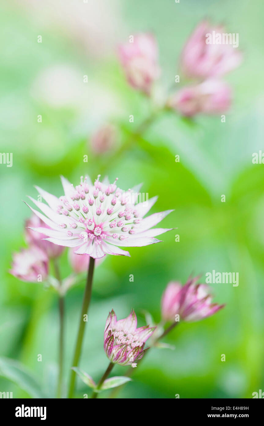 Astrantia, Sterndolde, Astrantia große. Stockfoto