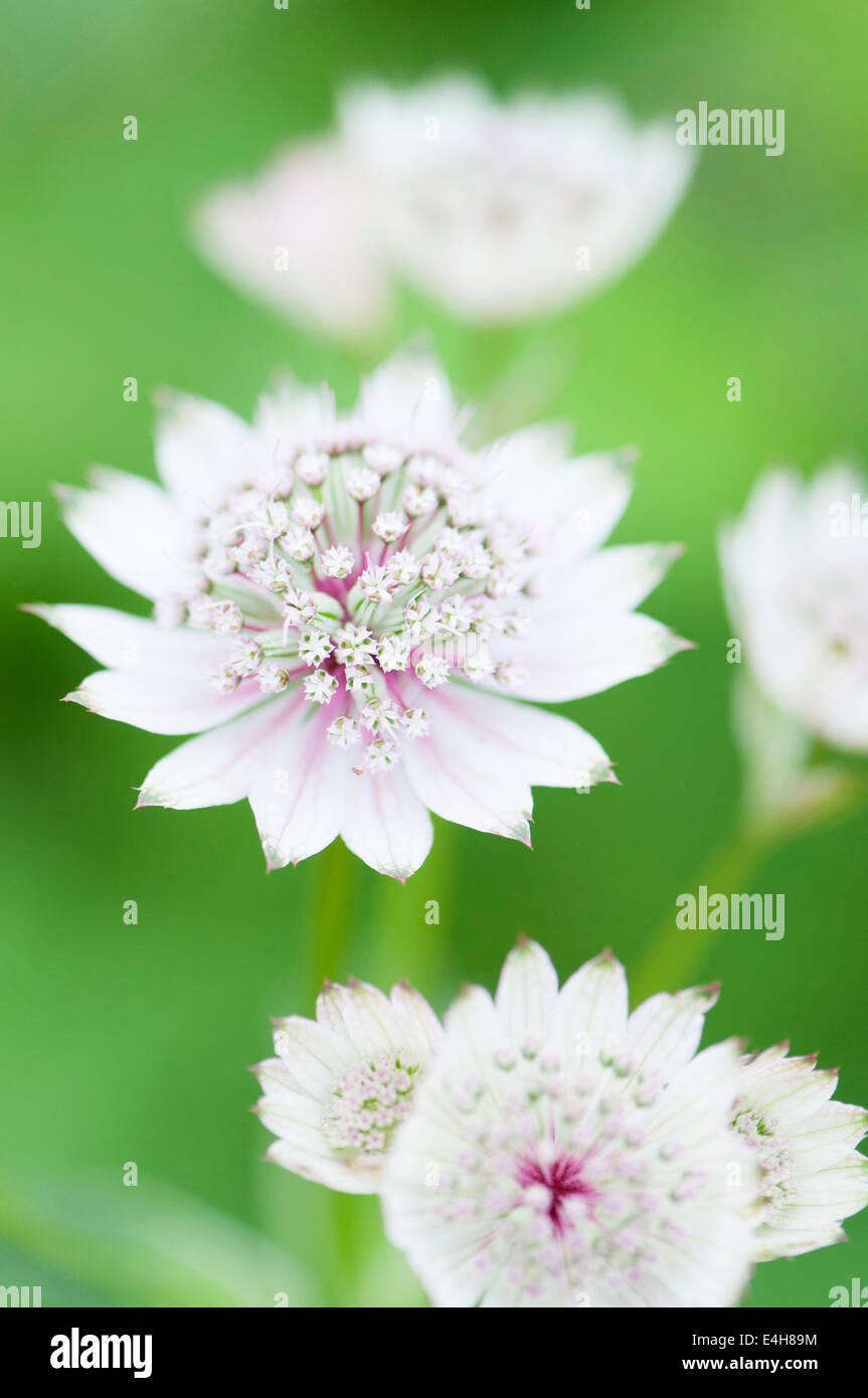 Astrantia, Sterndolde, Astrantia große. Stockfoto