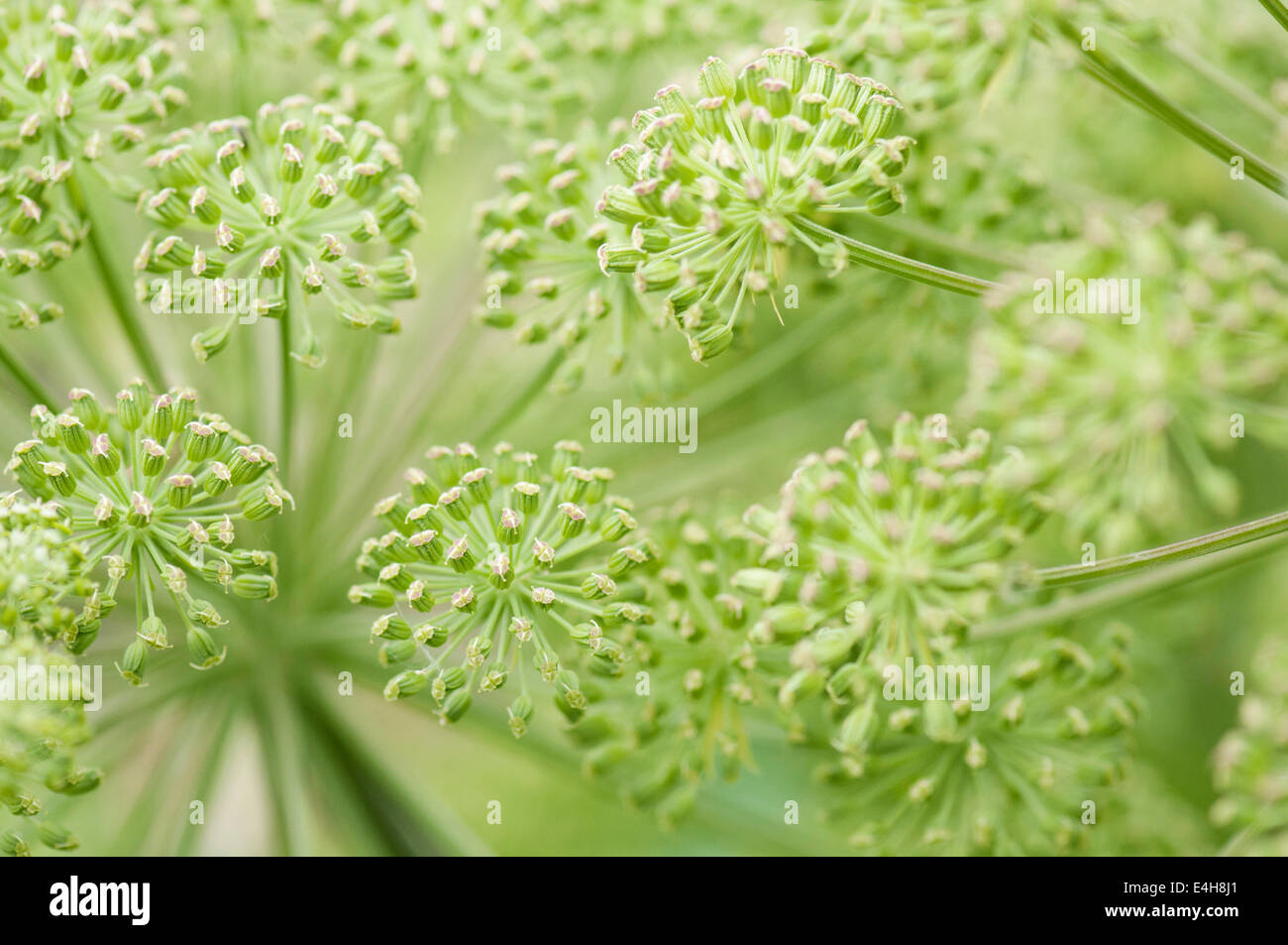 Angelica, wilde Angelika, Angelica Sylvestris. Stockfoto