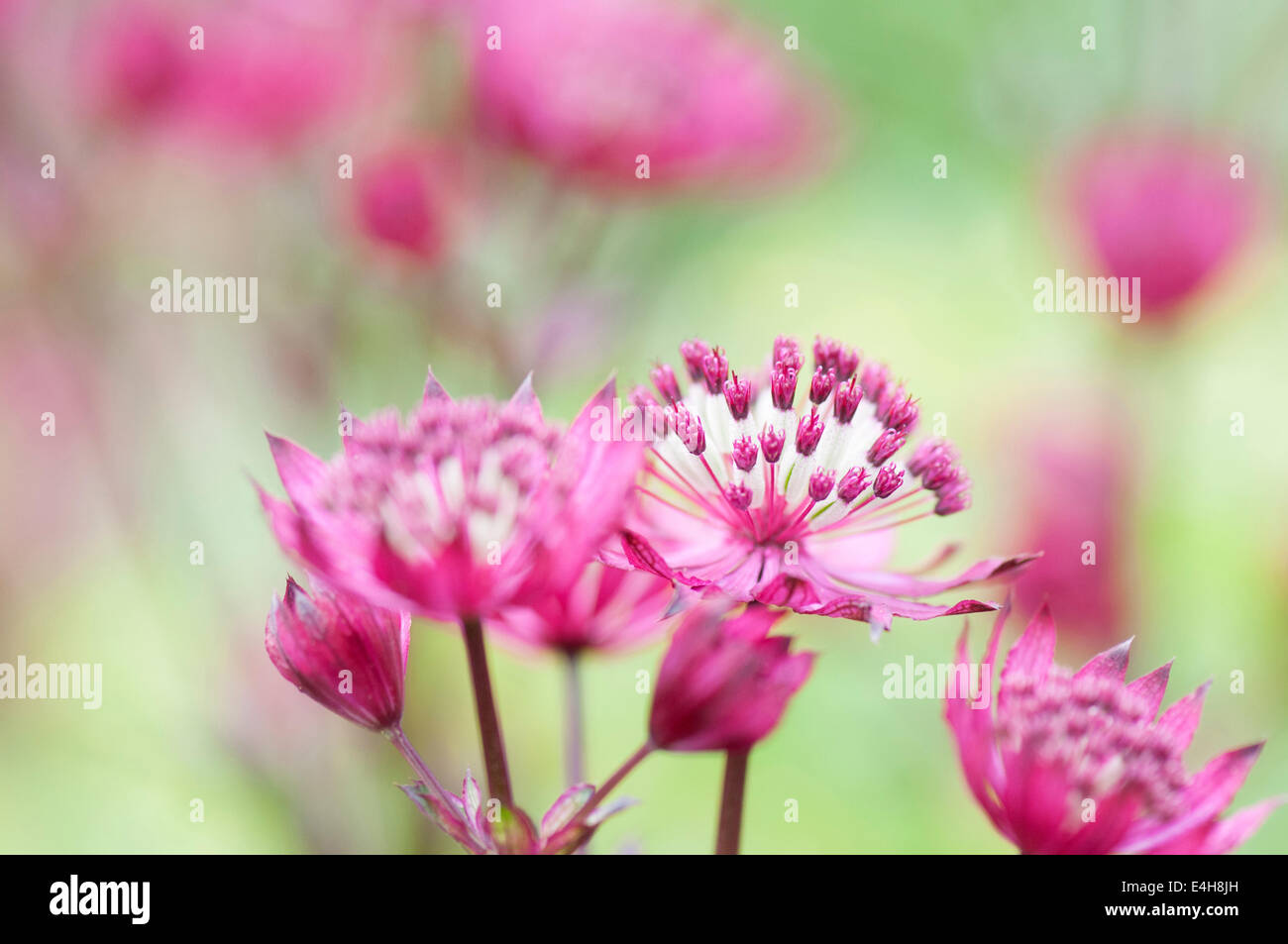 Sterndolde, große Sterndolde, Astrantia major 'Rubra'. Stockfoto