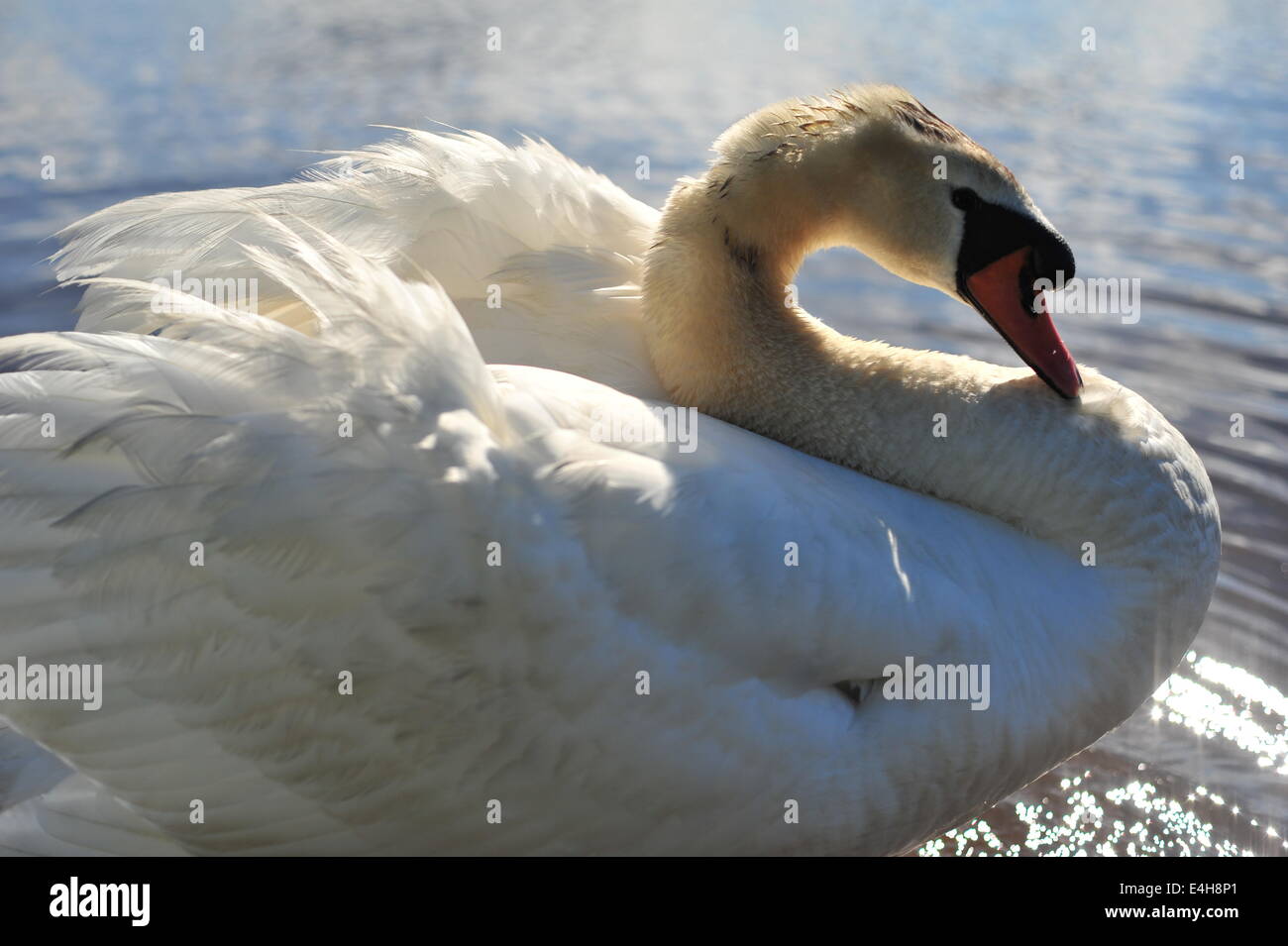 Schwan, Reinigung Stockfoto