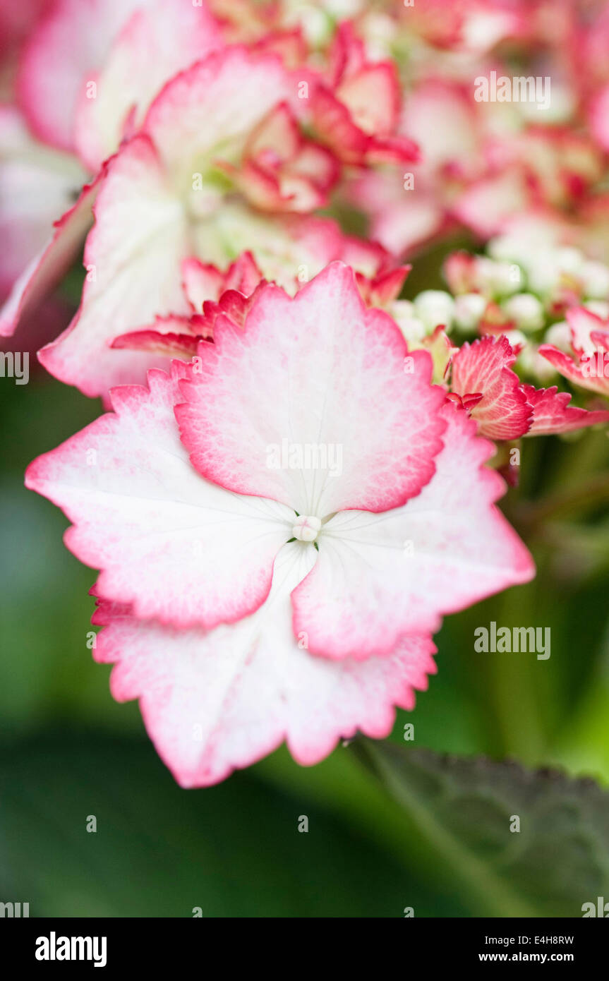 Hortensie Hydrangea Macrophylla "Liebe dich küssen". Stockfoto