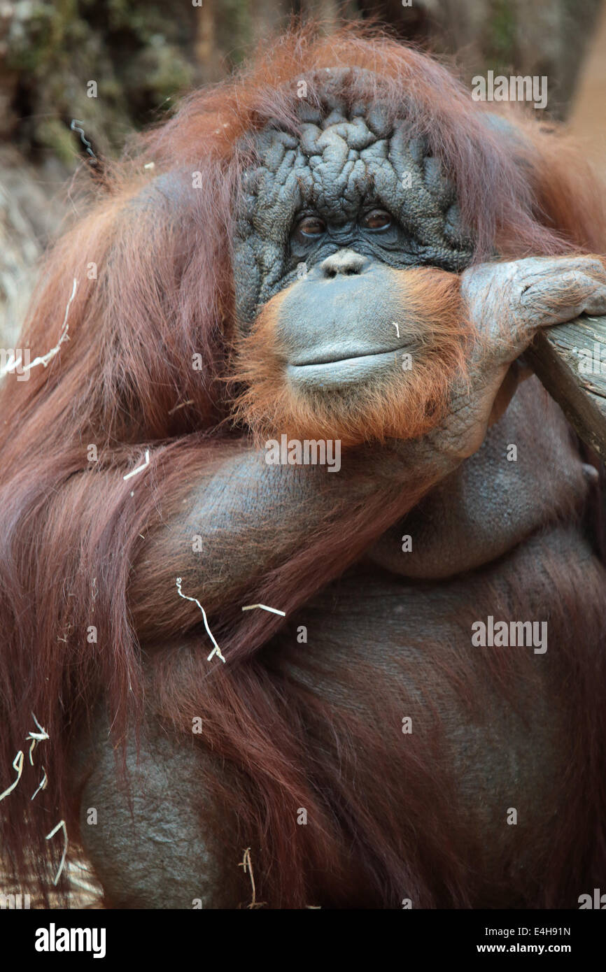 Porträt von Bornean Orangutan, Pongo Pygmaeus, einen Riesenaffen native auf der Insel Borneo Stockfoto