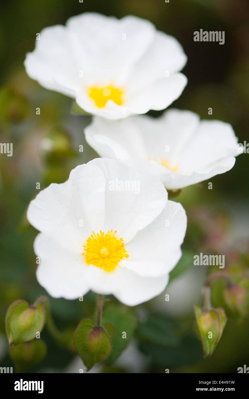 Rock Rose, Cistus Corbariensis. Stockfoto