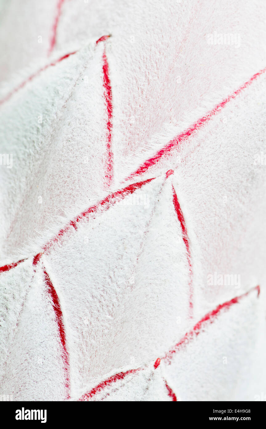 Protea, Protea Sorte. Stockfoto