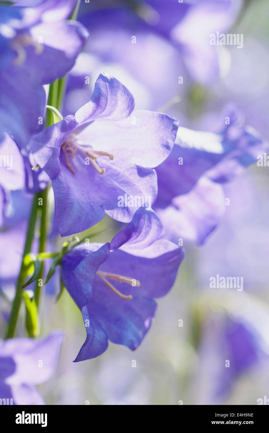 Campanula, Glockenblume, Campanula Persicifolia. Stockfoto