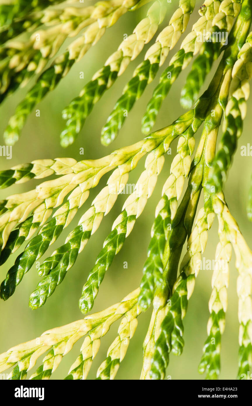 Hecke, Thuja Plicata 'Zebrina'. Stockfoto