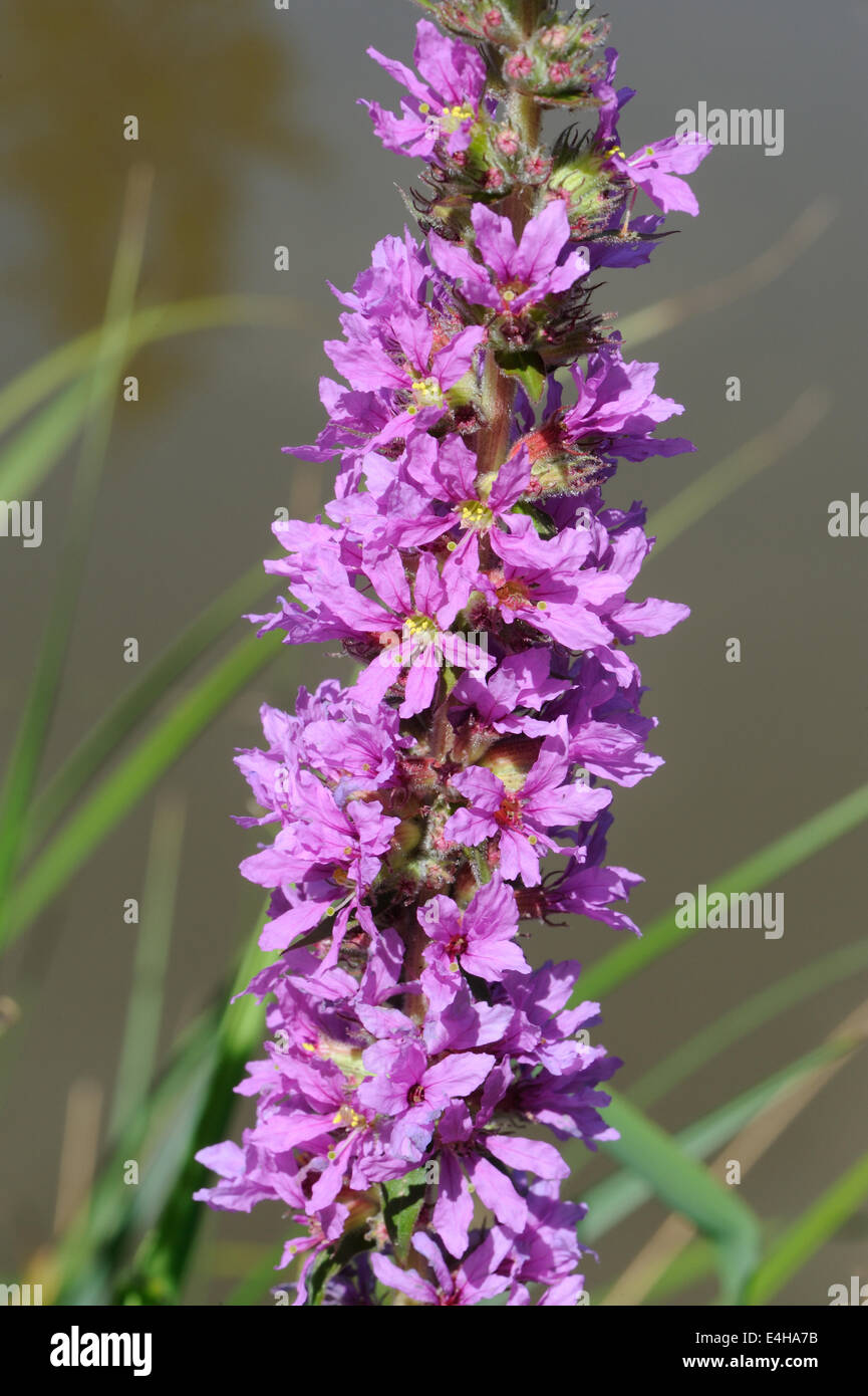 Blühende spike Der blutweiderich. (Lythrum salicaria) wachsende an einem See. Bedgebury Wald, Kent, Großbritannien. Stockfoto