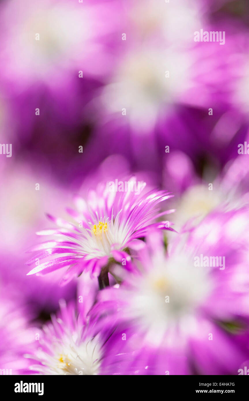 Winterharte Pflanze in Eis, Delosperma Edelrosen "Stardust". Stockfoto