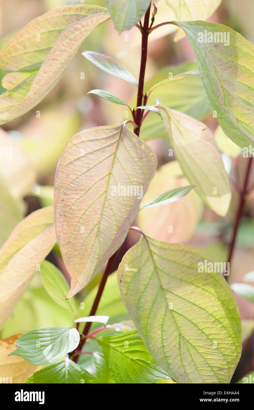 Hartriegel – Golden Tartarean Hartriegel, Cornus Alba "Aurea". Stockfoto