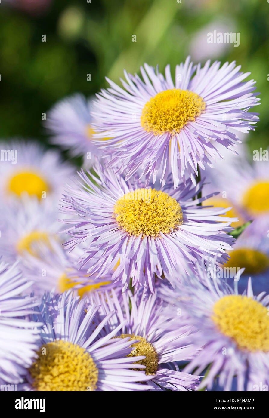 Berufkraut, Erigeron "Wohlstand". Stockfoto