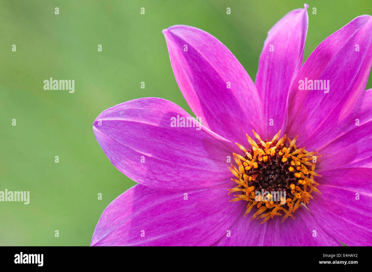 Dahlie, Dahlia "Magenta Star". Stockfoto