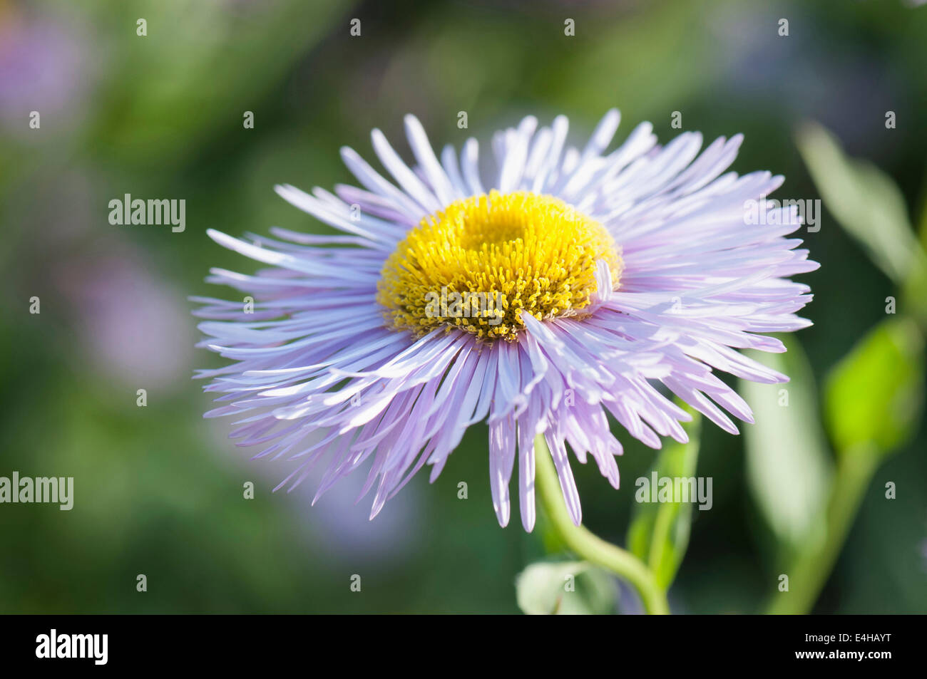 Berufkraut, Erigeron "Wohlstand". Stockfoto