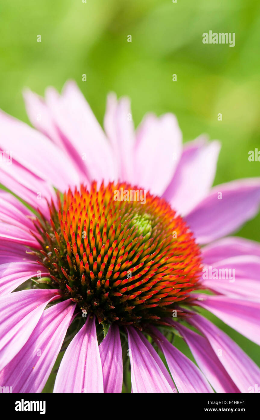 Echinacea, Sonnenhut, Echinacea Purpurea "De Donkeute Steel". Stockfoto