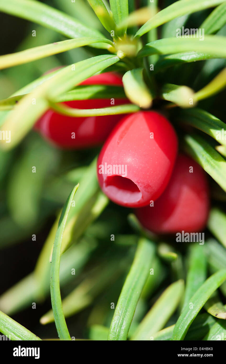 Eiben 'Standishii', Taxus Baccata 'Standishii'. Stockfoto